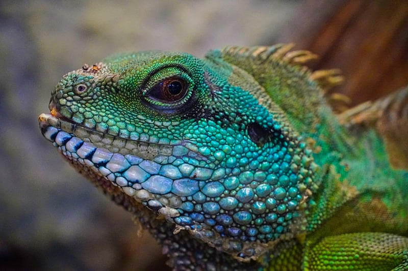 Dragon in garden