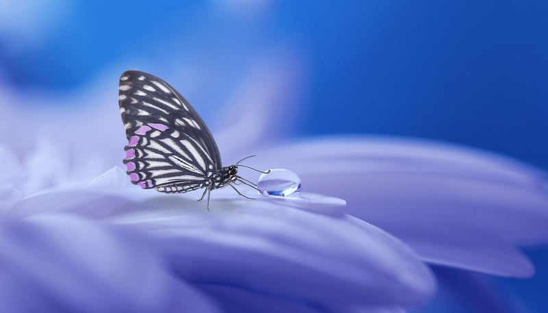 Fairy in a garden